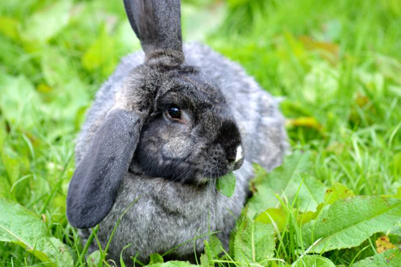 Continental Giant Rabbit