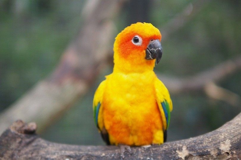 Conure Bird