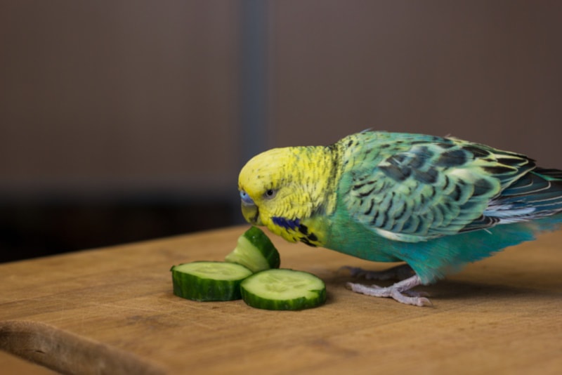 Conure eating cucumber from table top