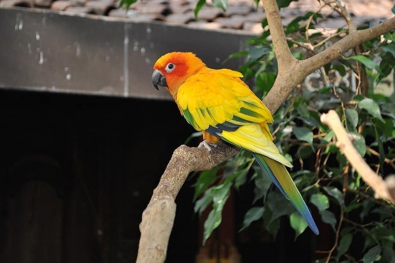 Conure on tree branch