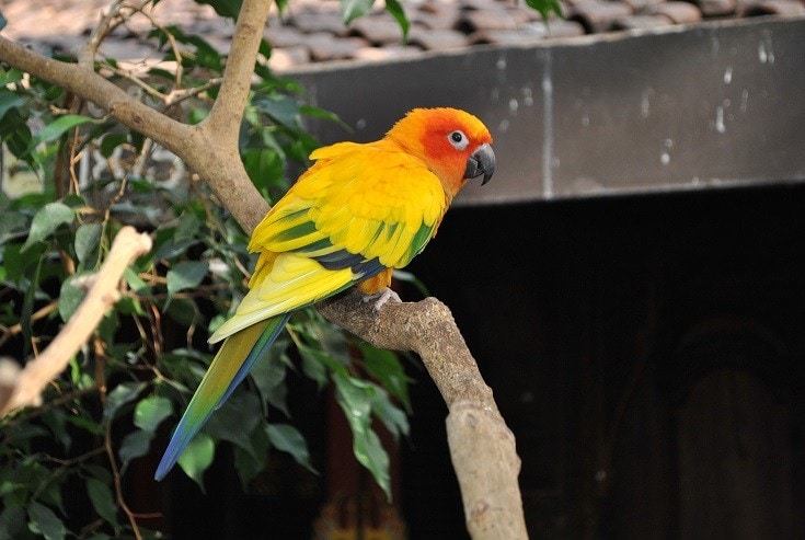 Conure