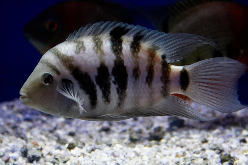 Convict Cichlid inside the aquarium