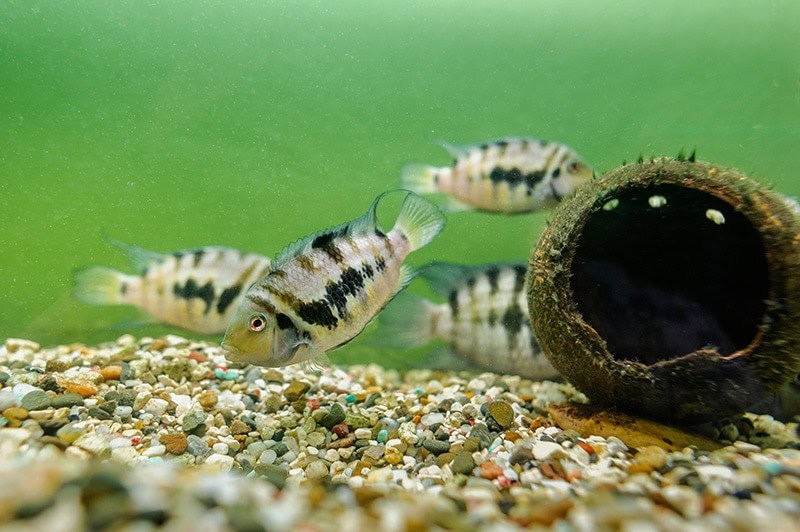 Convict Cichlids