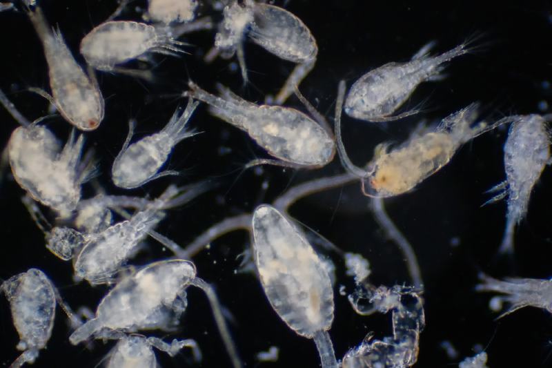 Copepods (Zooplankton) are a group of small in the marine and freshwater