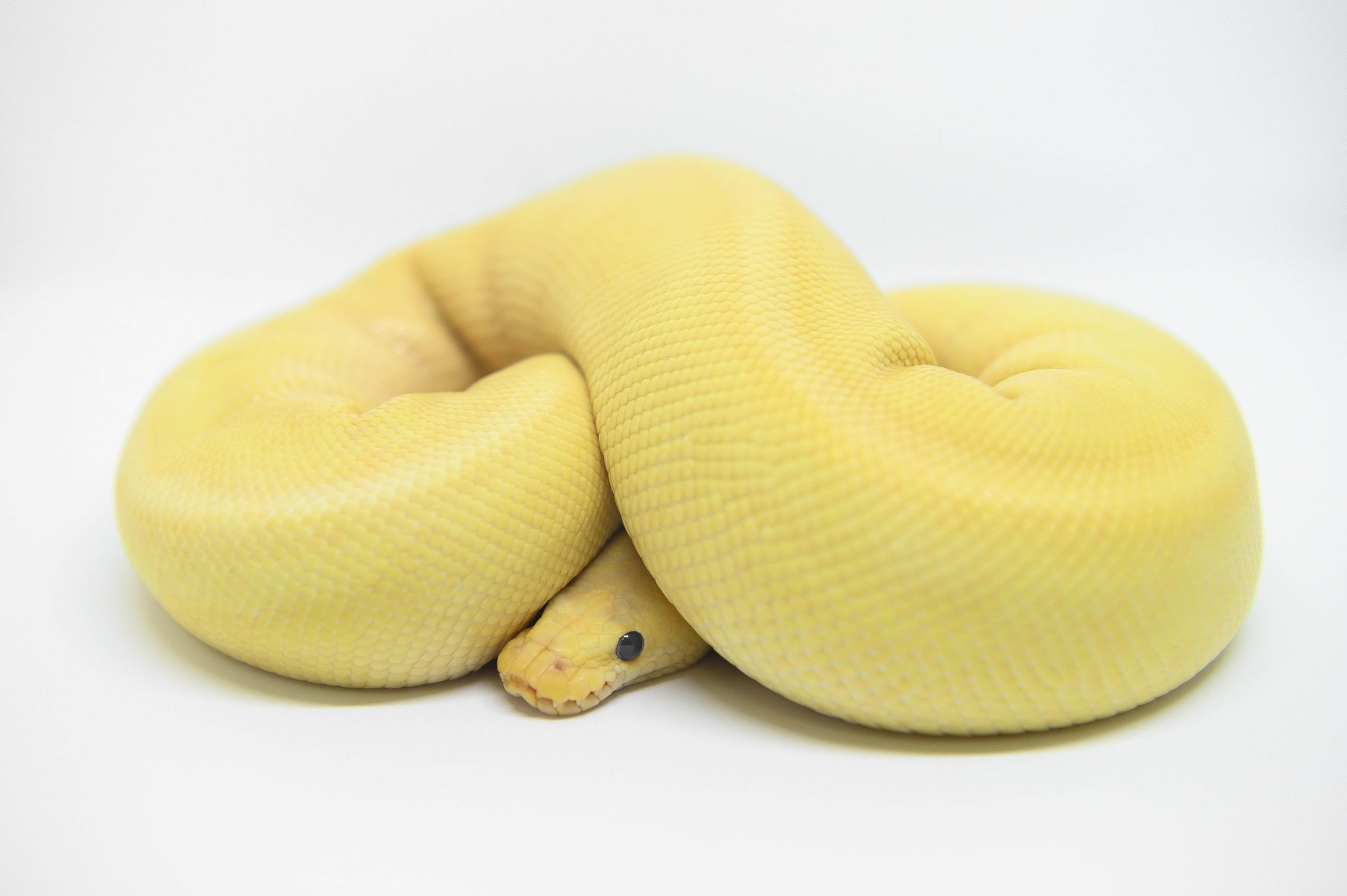 The,Ball,Python,Coral,Glow,Champagne,Morph