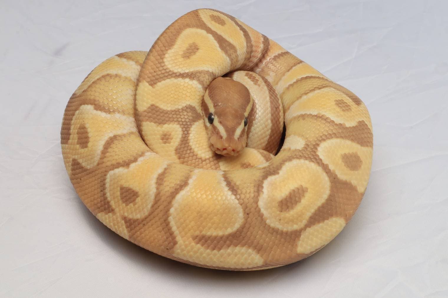 Coral Glow Ball Python Morph_ Suwit Chanaaiyarat_Shutterstock