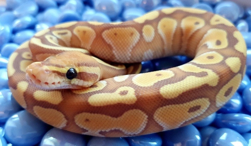 Coral Glow Lesser Royal python snake_Deb Davis_shutterstock