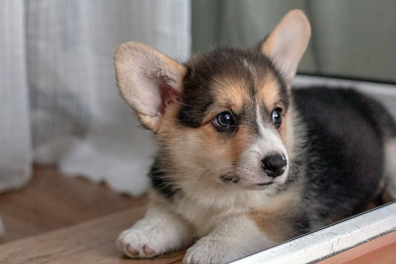 Corgi puppy