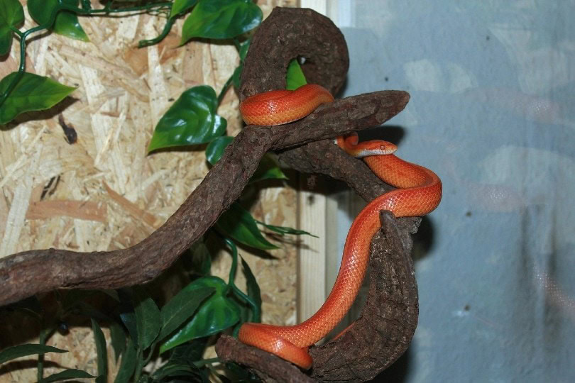 Corn Snake