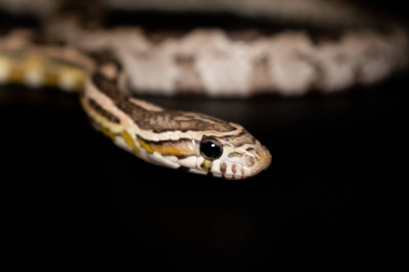 Corn Snake (Anerythristic) isolated on black background