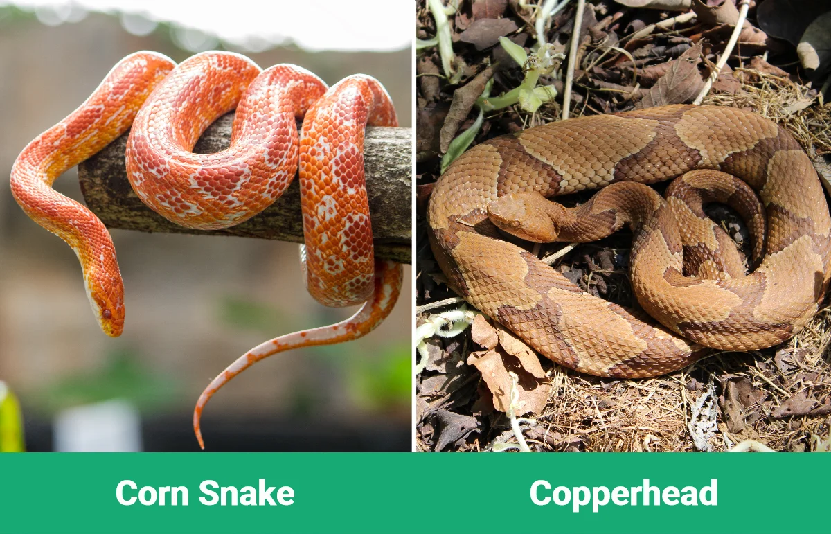 Corn Snake vs Copperhead - Visual Differences