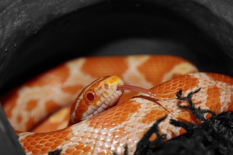 Corn Snakes