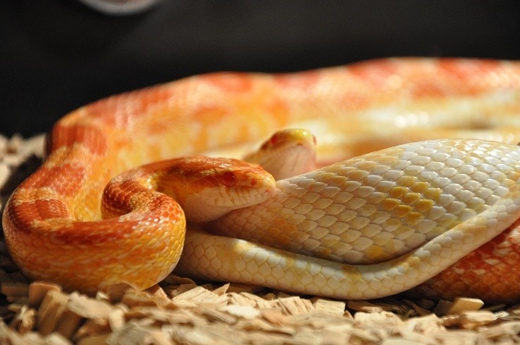 Corn Snakes