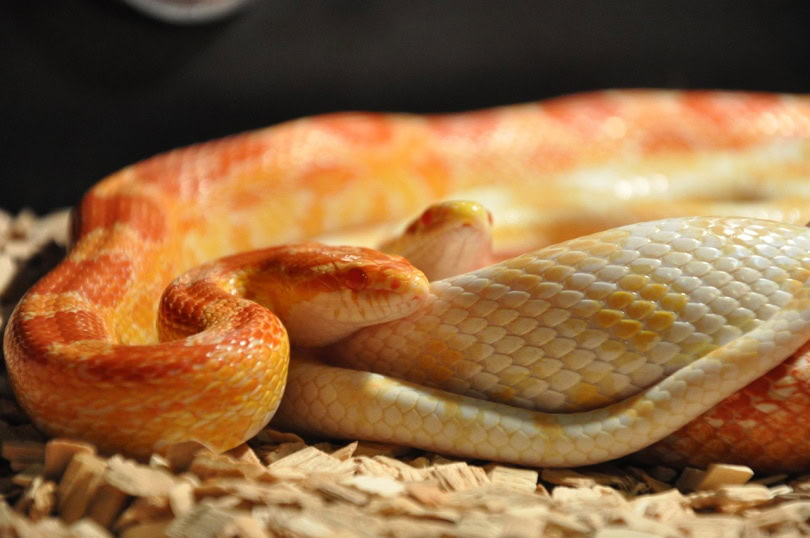 Corn snakes in a tank