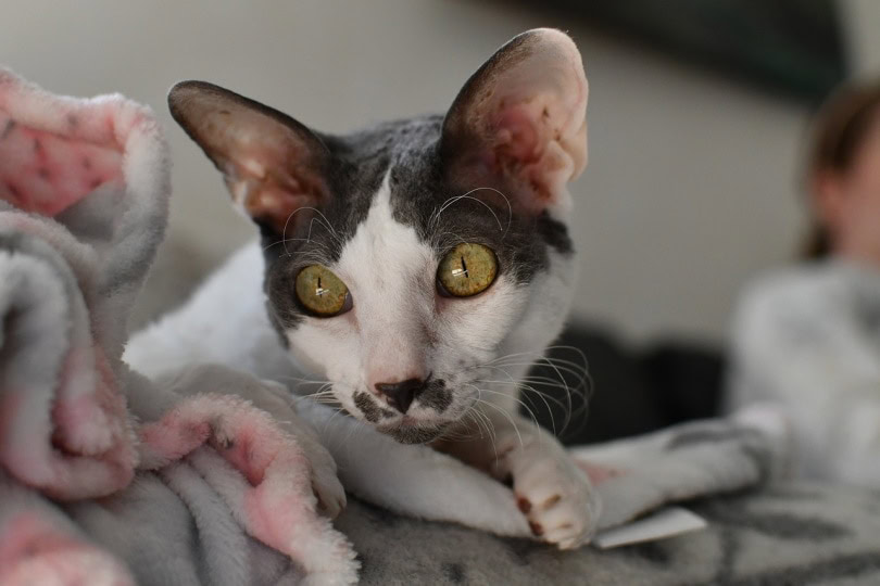 Cornish Rex cat on top of blanket