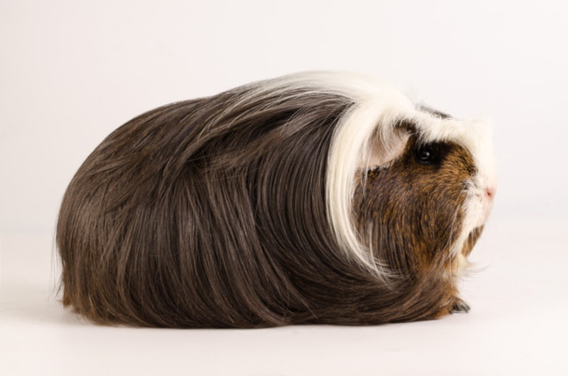 Coronet guinea pig on white background