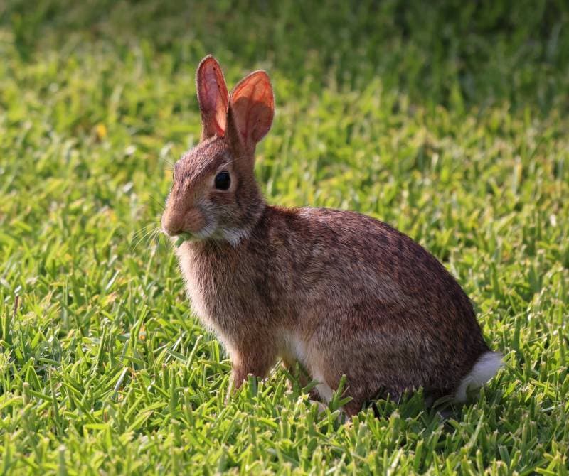 Cottontail Rabbit grazing in the grass of a residential backyard