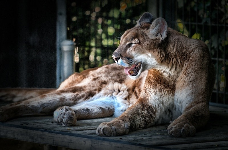 Cougar