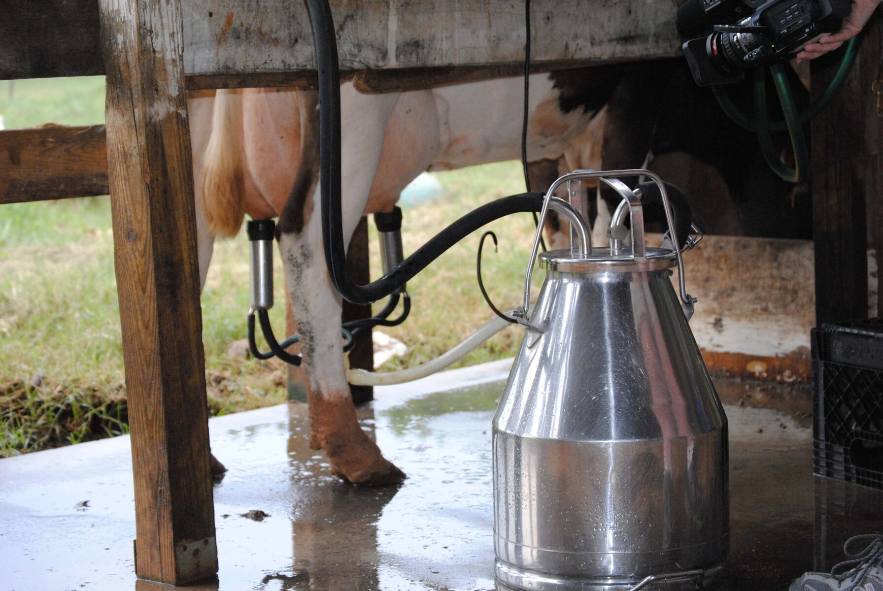 Cow Milk