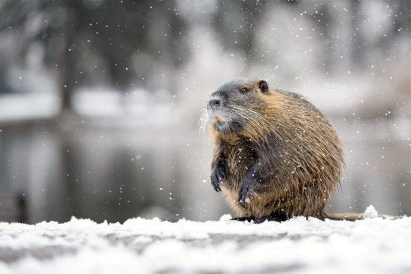 Coypu in the snow