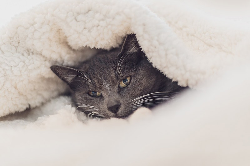 Cozy Cat