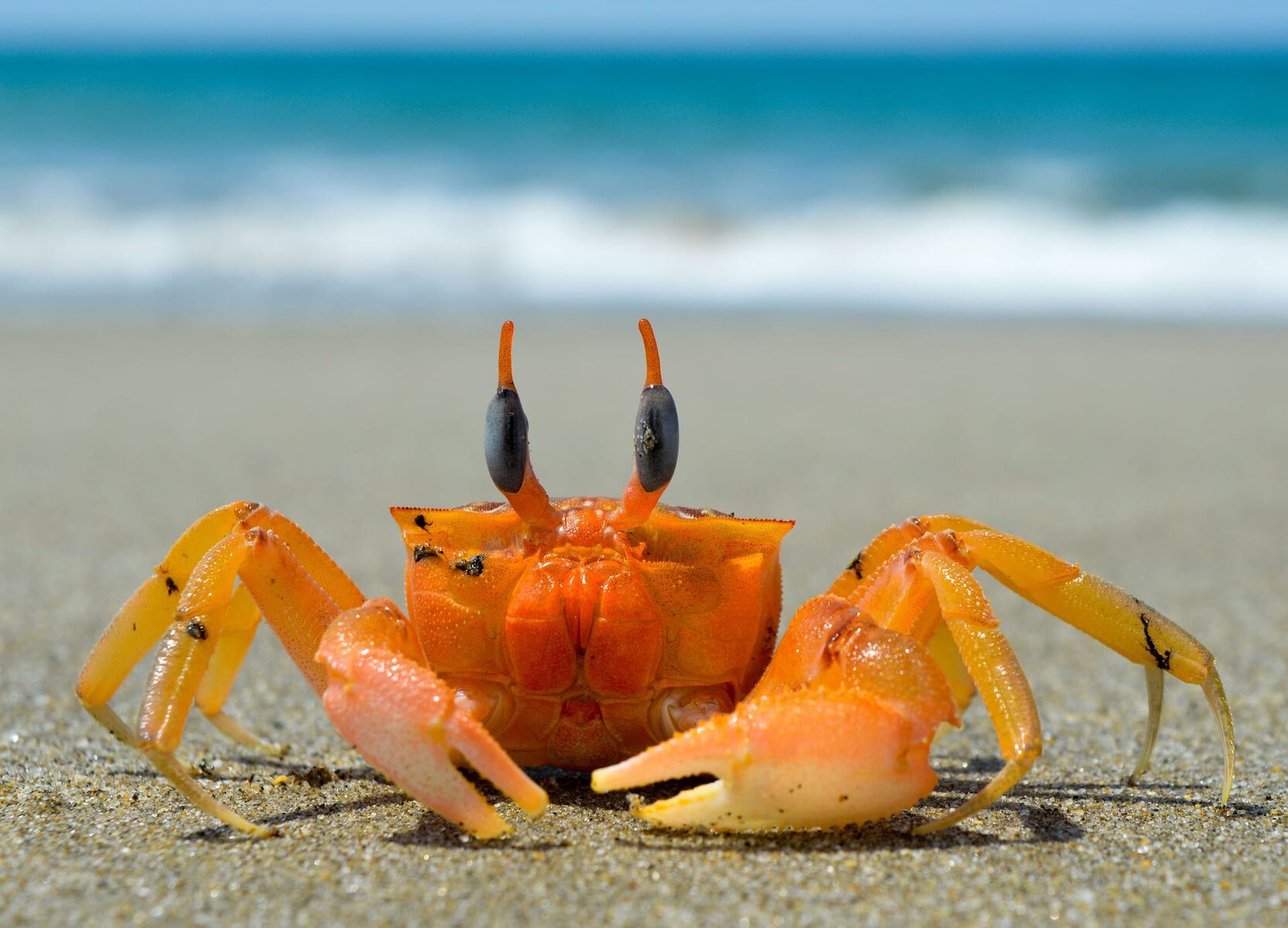 Crab