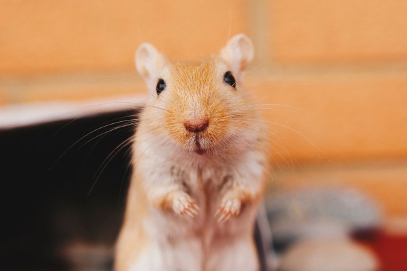 Cream Gerbil