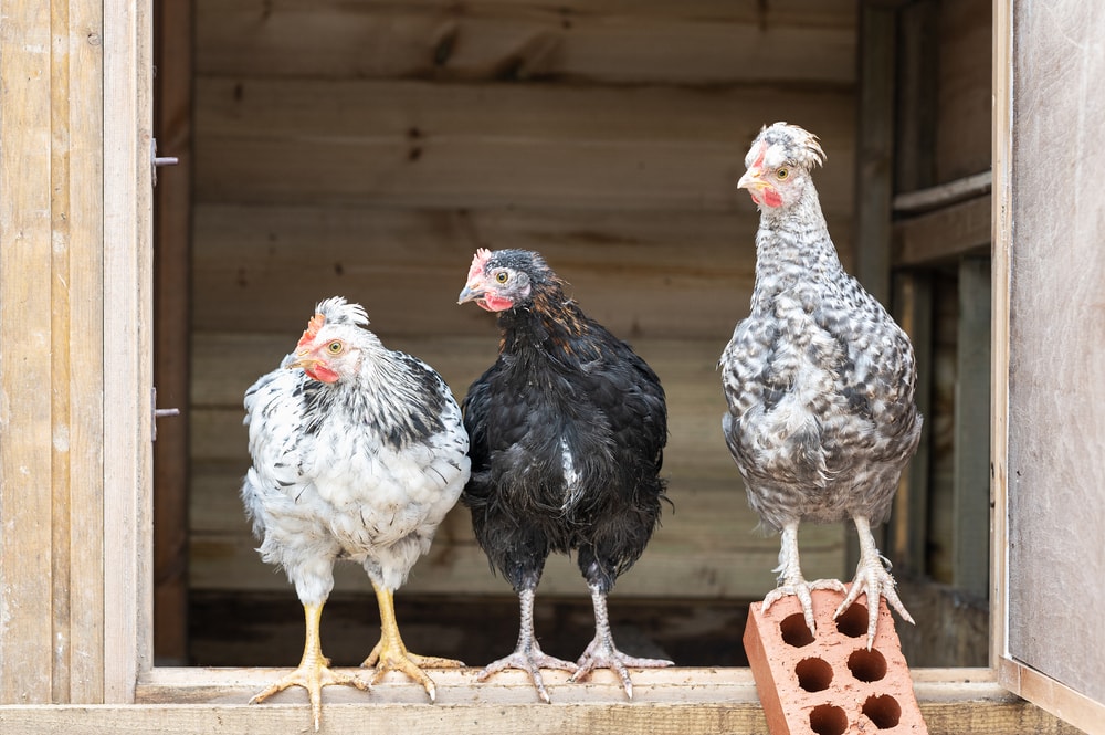 Cream Legbar Chicken