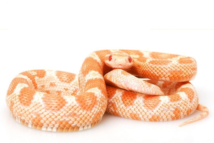 Creamsicle corn snake
