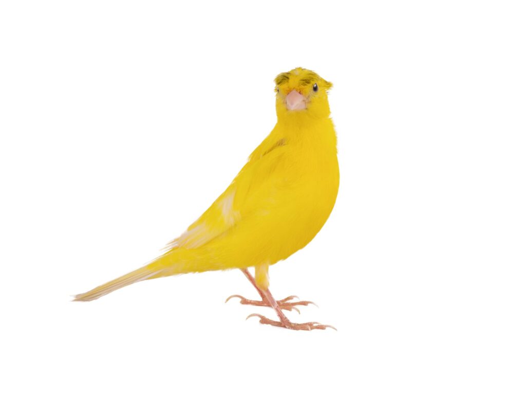 Crested Canary