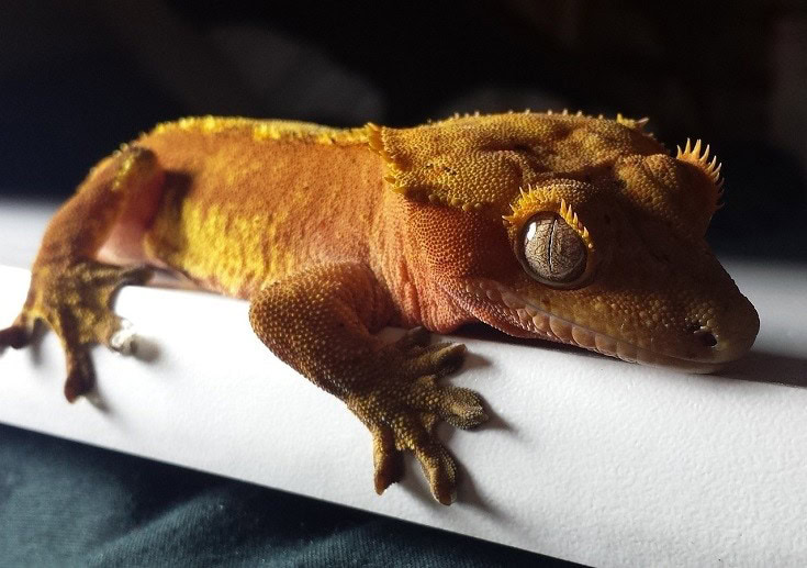 Crested Gecko