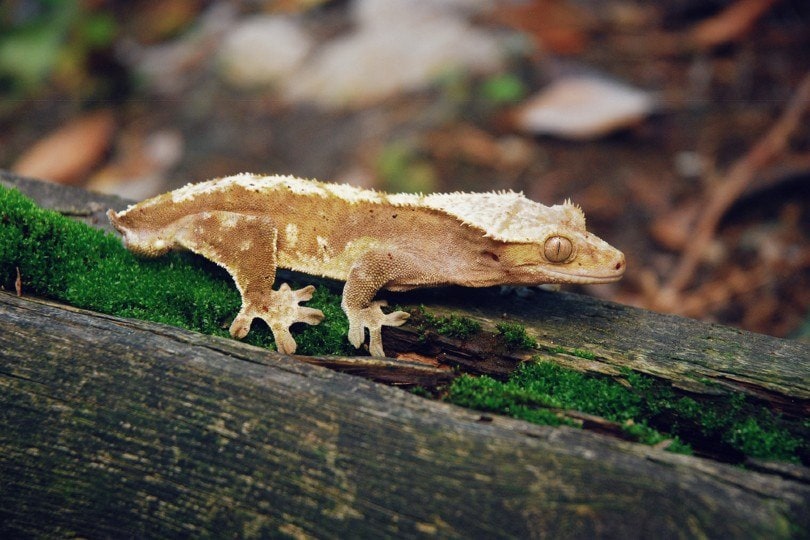 Crested gecko on mossy wood