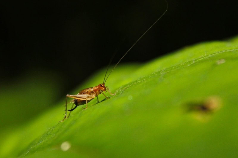 Cricket