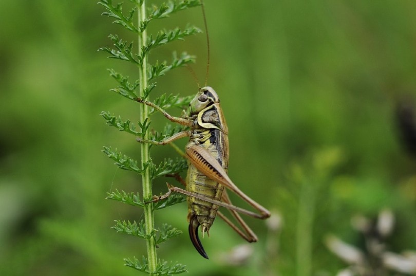 Crickets