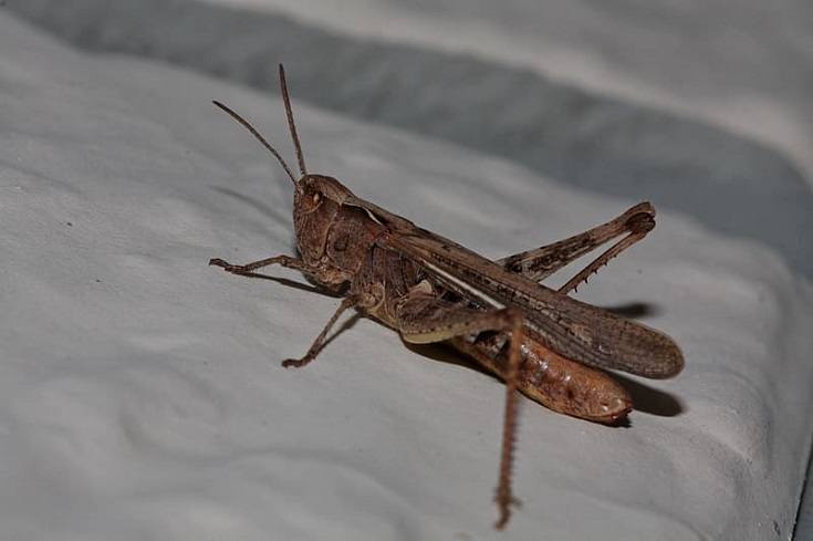 Crickets