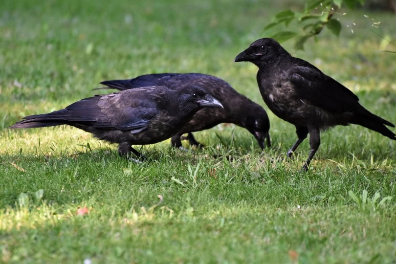 Crows and Ravens