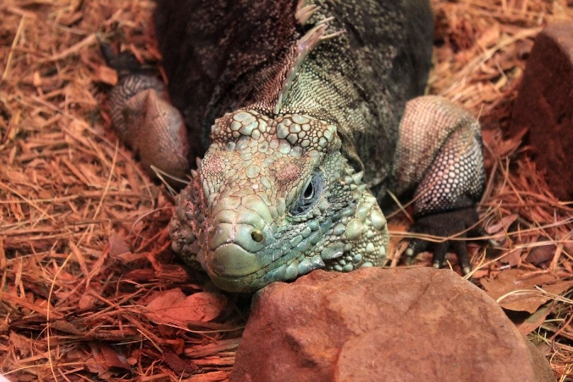 Cuban Rock Iguana