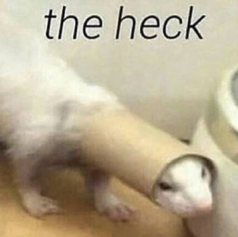Curiosity Killed the Ferret