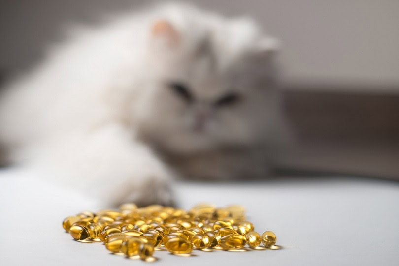 Curious cat pawing fish oil