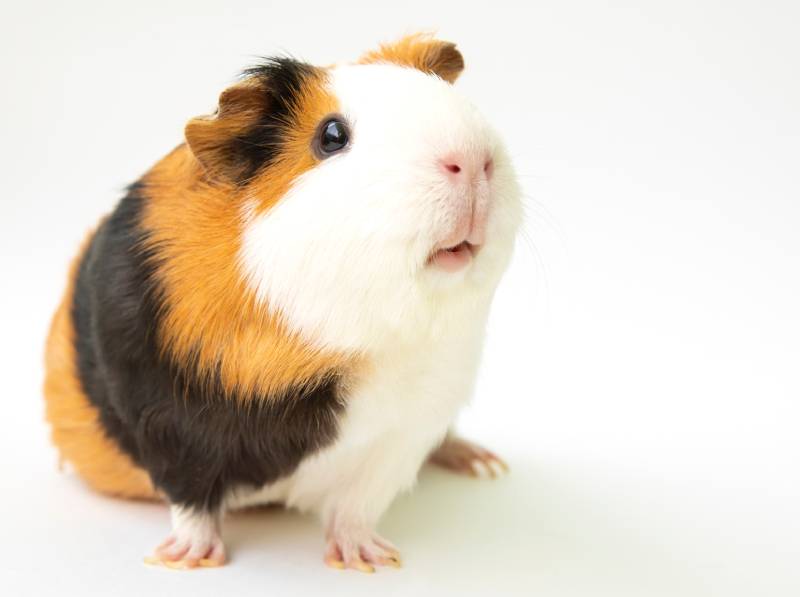 Curious guinea pig on white background