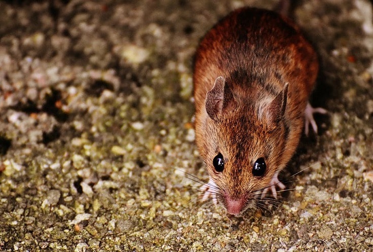 Cute Mice
