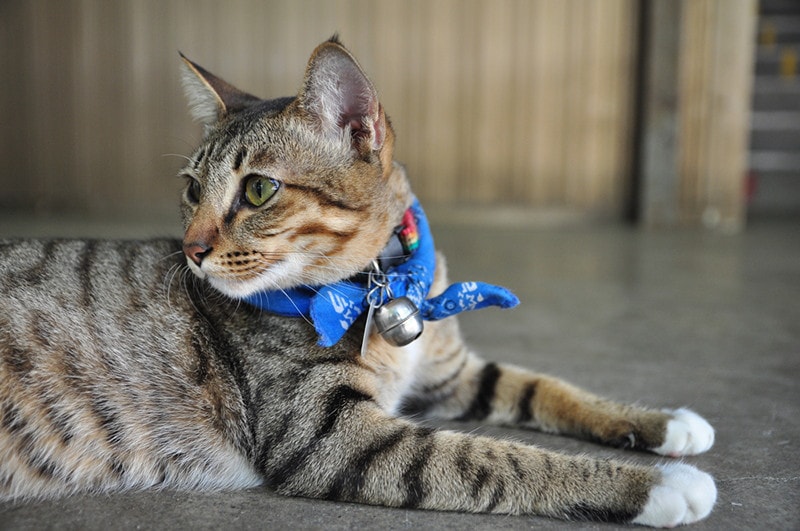 Cute cat blue tie scarf bell scarf