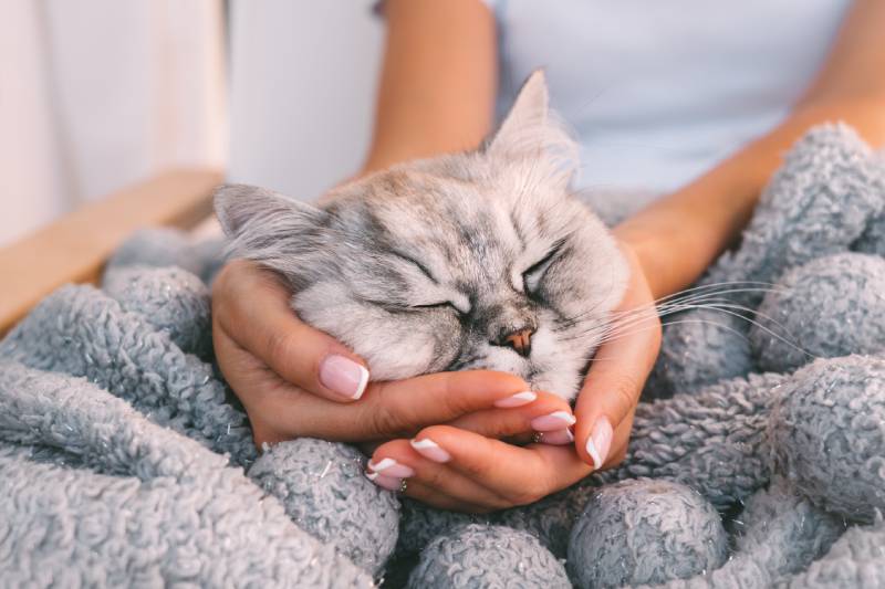 Cute cat sleeping in warm soft blanket