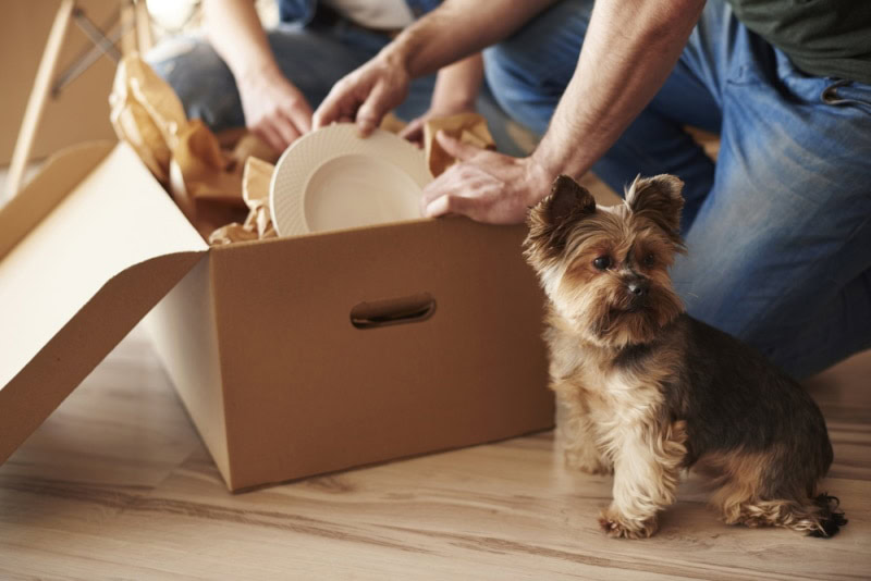 Cute dog near couple unpacking boxes