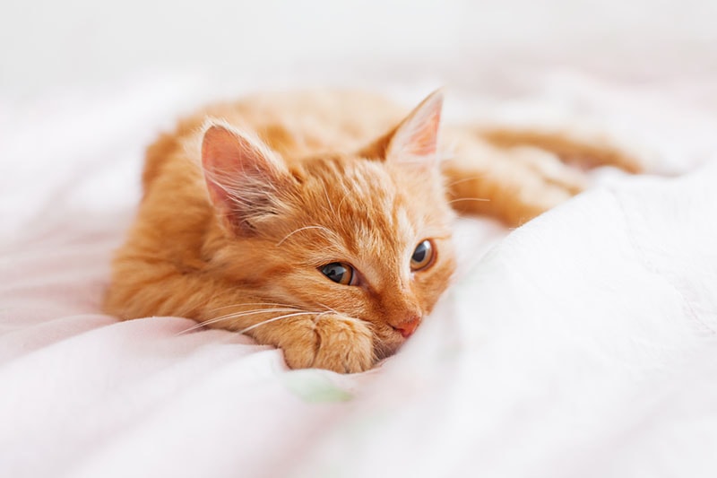 Cute ginger cat lying in bed