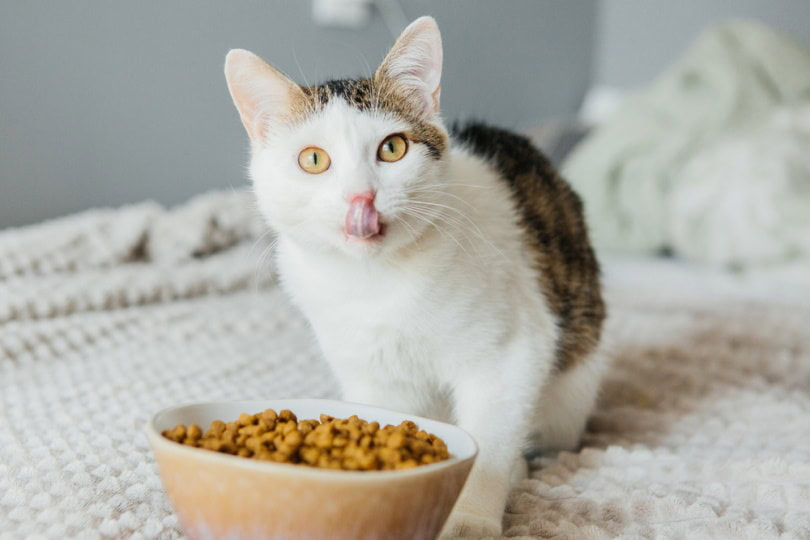 Cute kitten eating dry cat food