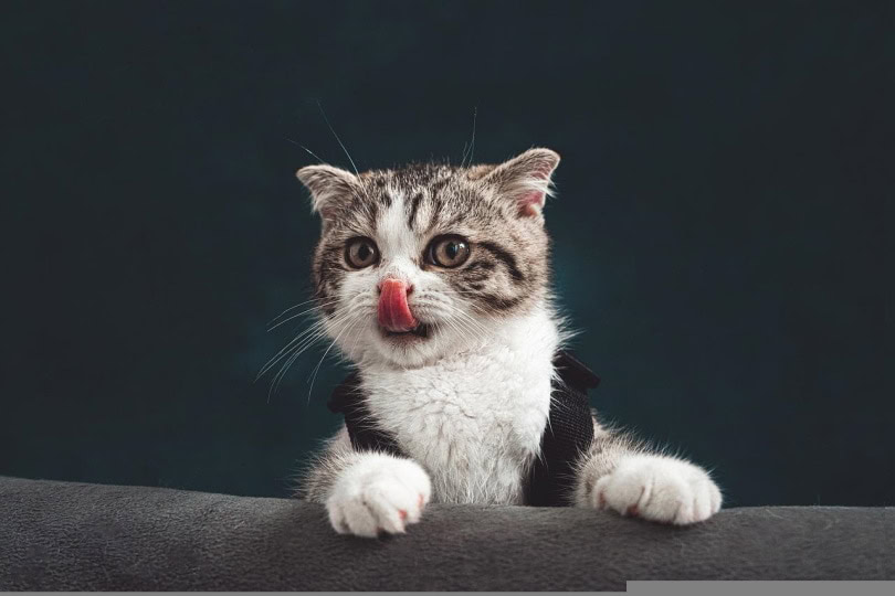 Cute kitten linking its nose