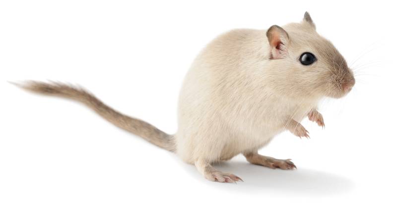 Cute little gerbil isolated on white background