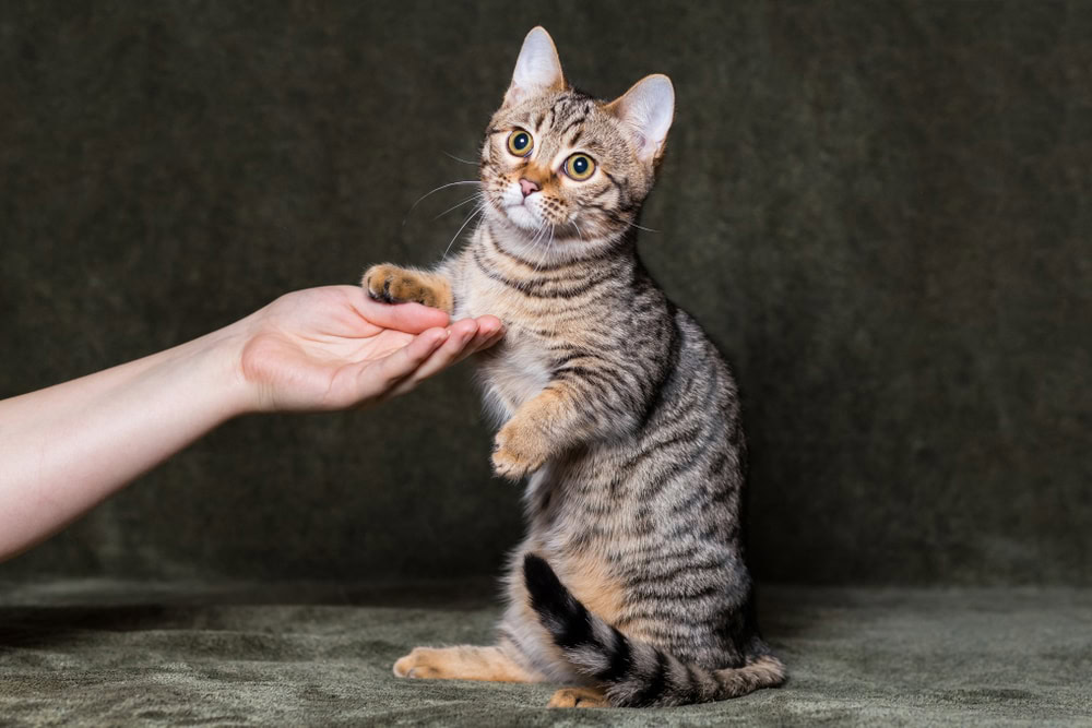 Cute munchkin bengal cat