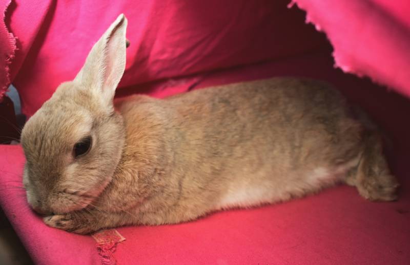 Cute rabbit in sleeping position